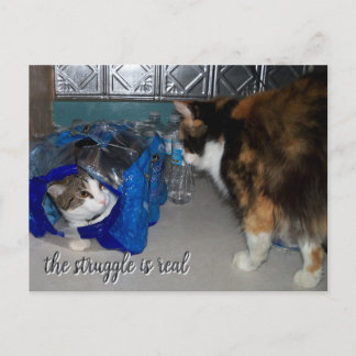 Funny Two Cats Foto "ein echter Kampf" Postkarte