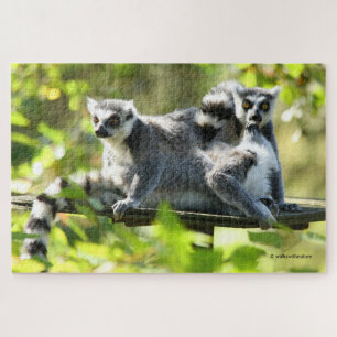 Funny überraschend Lemurs von Madagaskar
