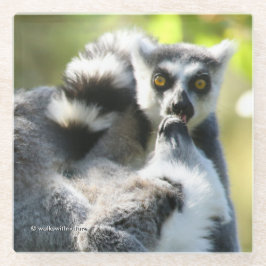 Funny überraschend Lemurs von Madagaskar Glasuntersetzer