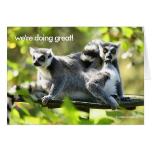 Funny überraschend Madgascar Lemurs Monkey Busines