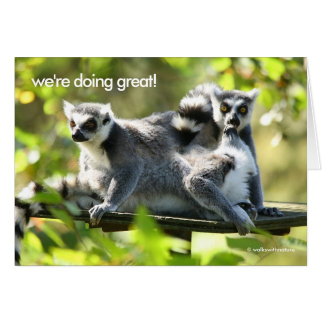 Funny überraschend Madgascar Lemurs Monkey Busines (Vorderseite (Horizontal))
