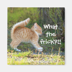 Funny Überraschte Ginger Kitten. Was für ein Fre Magnet