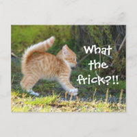 Funny Überraschte Katze. Was für ein Fregal?