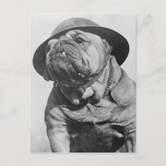 Funny Vintag Dog Wear Militärhelm Postkarte (Vorderseite)