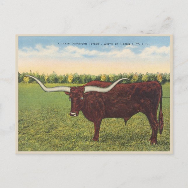 Funny Vintag Longhorn Steer Postkarte (Vorderseite)