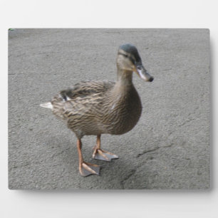 Funny Waddling Duck Plaque Fotoplatte