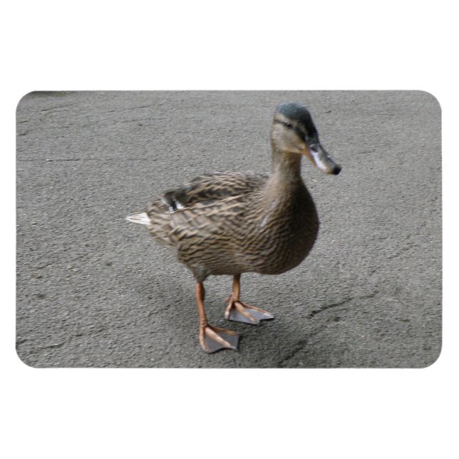 Funny Waddling Duck Premium Magnet (Horizontal)