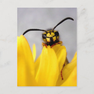 Funny Wasp Postcard Postkarte