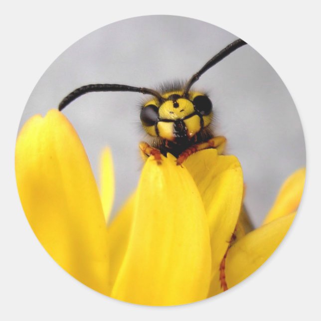 Funny Wasp Runder Aufkleber (Vorderseite)