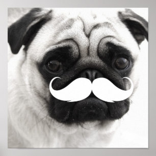 Funny White Mustache Mops Poster