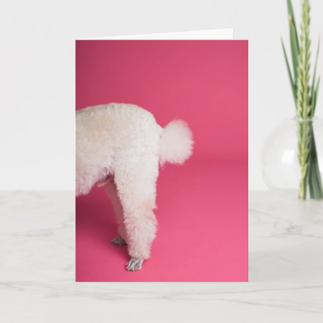 Funny White Poodle Geburtstagskarte Karte (Vorderseite)