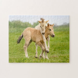 Funny Wild Konik Pferde Foals Playing Together