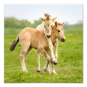 Funny Wild Konik Pferdefohlen - Zusammen spielen - Fotodruck