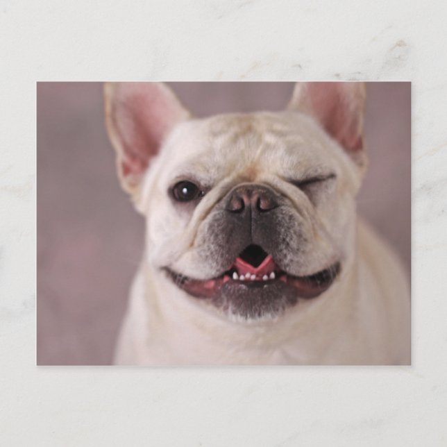 Funny winde Hund French Bulldog Postkarte (Vorderseite)