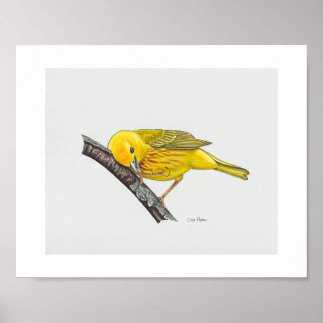 Funny Yellow Warbler Art Print Poster (Vorne)