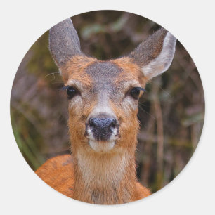 Funny Young Blacktail Deer lächelt bei Fotograf Runder Aufkleber