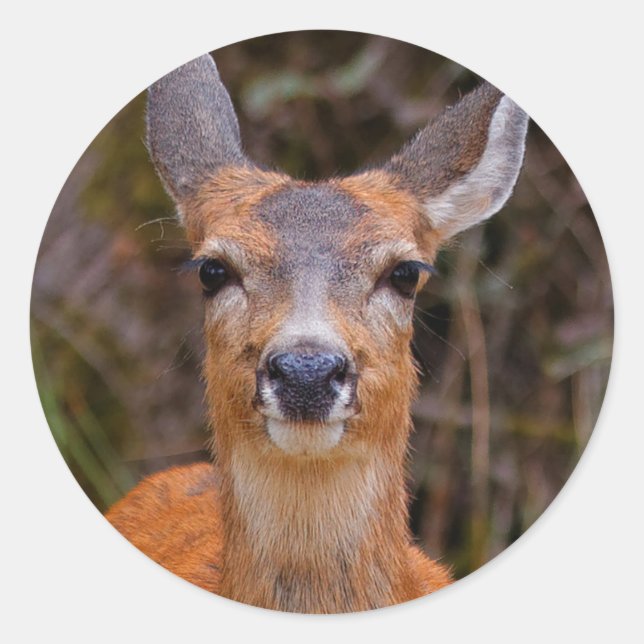 Funny Young Blacktail Deer lächelt bei Fotograf Runder Aufkleber (Vorderseite)