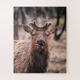 Funny Young Bull Elk Wild Animal