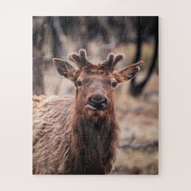 Funny Young Bull Elk Wild Animal (Vertikal)