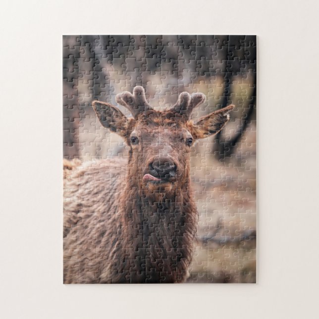Funny Young Bull Elk Wild Animal (Vertikal)