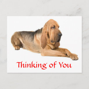 Für Dich gedachte Bloodhound-Hunde-Grußpostkarte Postkarte