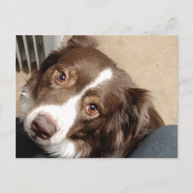 Für die Liebe von Aussie! Postkarte (Vorderseite)