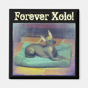 Für immer Xolo! Magnet