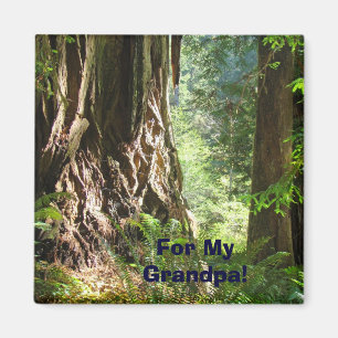 Für meinen Opa! Magnet große Redwood-Bäume