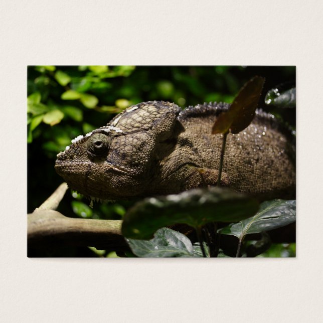Furcifer oustaleti (Vorderseite)