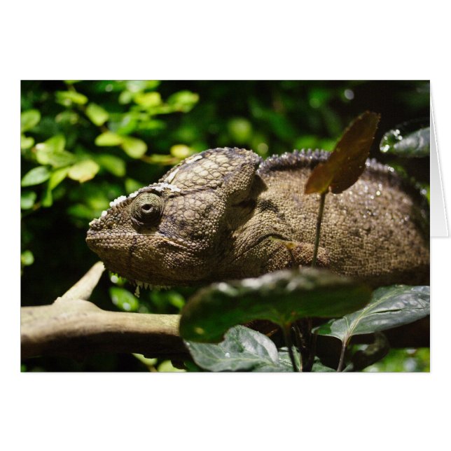 Furcifer oustaleti (Devant horizontal)