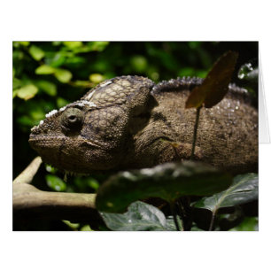 Furcifer oustaleti