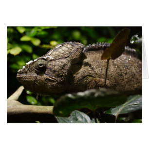 Furcifer oustaleti