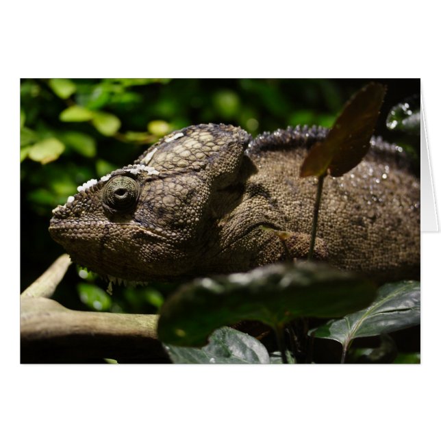 Furcifer oustaleti (Vorderseite (Horizontal))