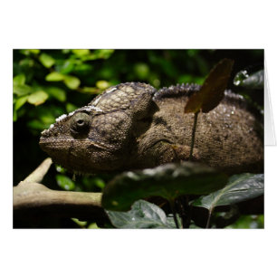 Furcifer oustaleti