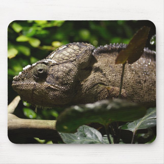 Furcifer oustaleti mousepad (Vorne)