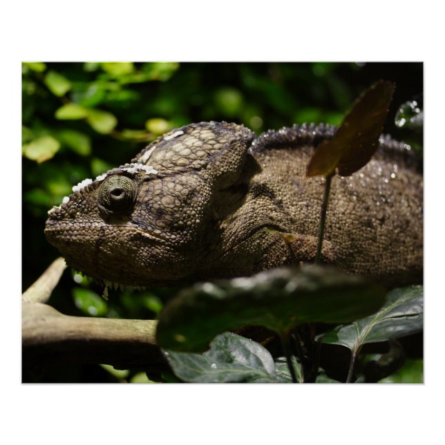 Furcifer oustaleti poster (Vorderseite)