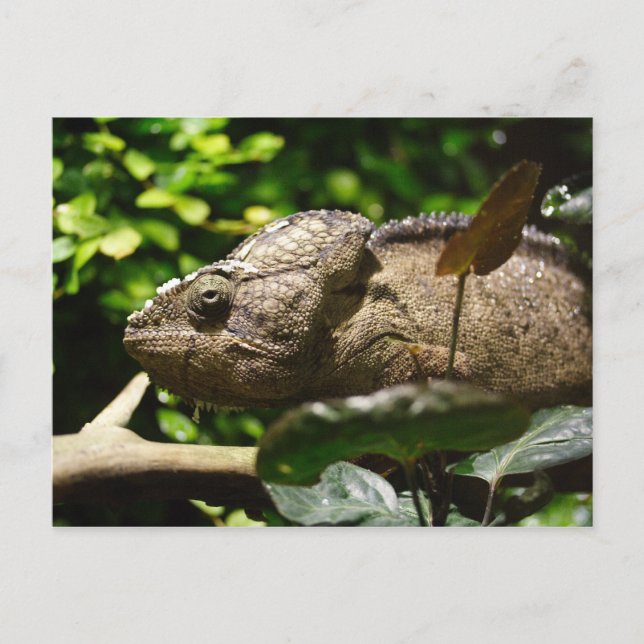 Furcifer oustaleti postkarte (Vorderseite)