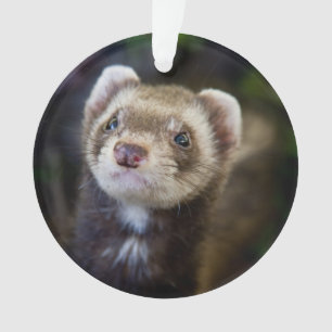 Furet