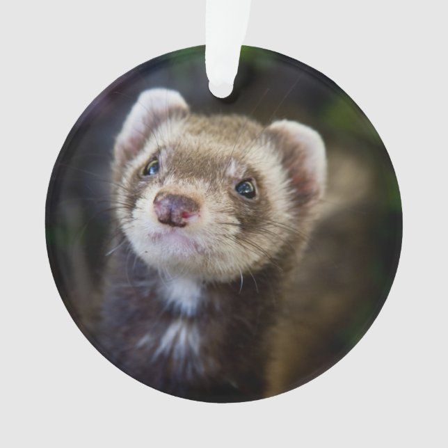 Furet (devant)