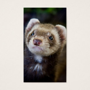 Furet