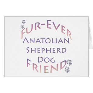 Furever de Chien de Berger Anatolien