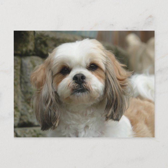 Furface Postkarte (Vorderseite)