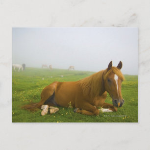 Furnieren 2 postkarte