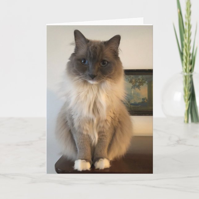 Furry Ragdoll Chat obtenir bien Carte (Devant)