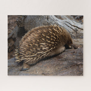 Furry Spiky Echidna Tierwelt, 520 Stück
