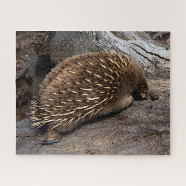 Furry Spiky Echidna Tierwelt, 520 Stück (Horizontal)