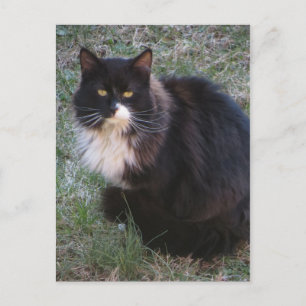 Furry Tuxedo Postkarte