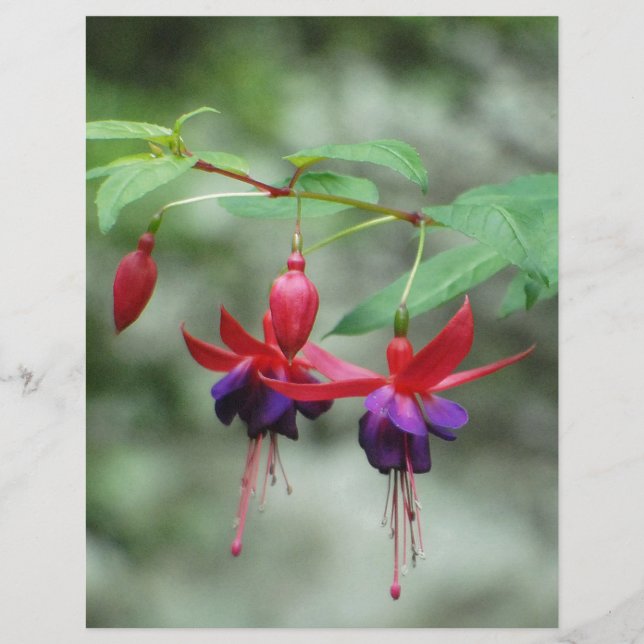 Fuschia1A.jpg (Vorderseite)