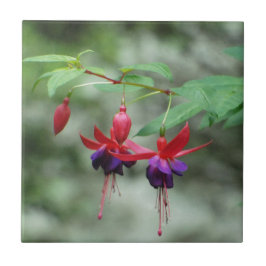 Fuschia1A.jpg Fliese