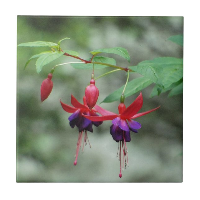 Fuschia1A.jpg Fliese (Vorderseite)